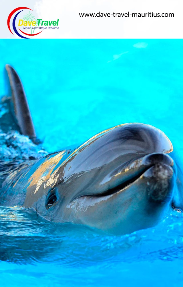 Black River - Dolphins